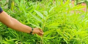Dendrocalamus Brandisii Bamboo Plant