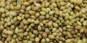 Coriander Seeds