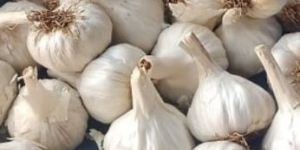 Fresh Garlic