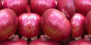 Fresh Onion