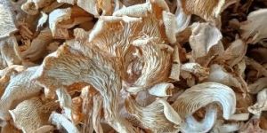 Oyester Mushroom Dry