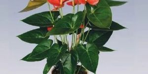 Anthurium Orange Plant