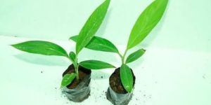 Tissue Culture Banana Yelakki Plant