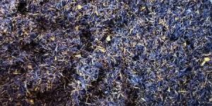 Dried Bluecorn Flower