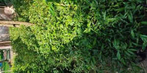 Agar Plant