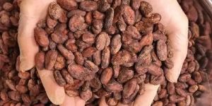 Brown Cocoa Beans
