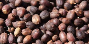 Arabica Dry Cherry