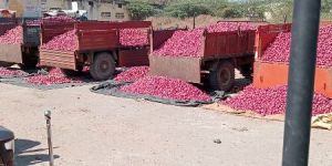 Red Fresh Sweet Nashik Onion