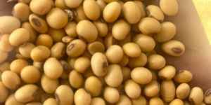 Soyabean