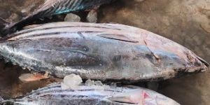 Fresh Big Tuna Fish