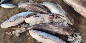 Fresh Catfish