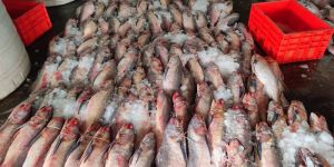 Fresh Indian Salmon Fish