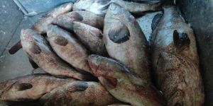 Fresh Red Grouper Fish