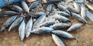 Fresh Small Tuna Fish
