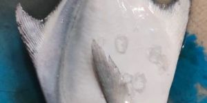 Fresh White Pomfret Fish