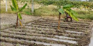 Farmhouse Plantation Services