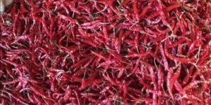 Red Chilli