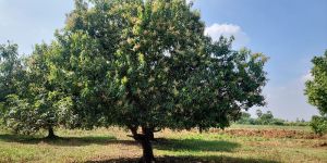 Very less pesticides used - banginapalli