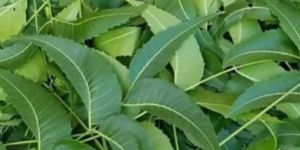 Fresh Neem Leaves