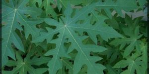 Fresh Papaya Leaves
