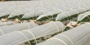 Non Woven Crop Cover