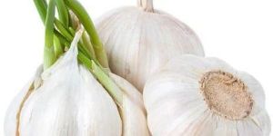 Fresh Garlic