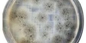 Chloramphenicol Yeast Glucose Agar Powder