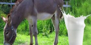 Pure Donkey Milk
