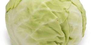 Fresh Cabbage