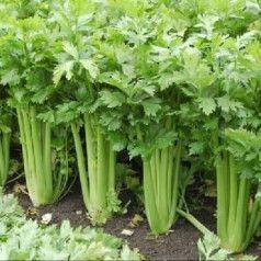 Celery Leaves