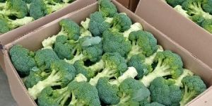 Chinese(Exotic)brocolli