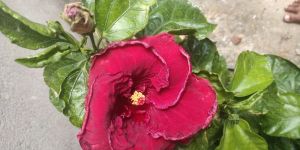 Australian China Rose (As Per Color)