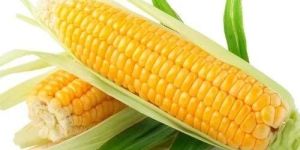 Fresh Yellow Maize