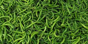 Green Chilli