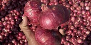 Red Onion