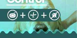 Dog Grooming Service