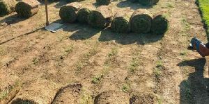 Lawn Grass