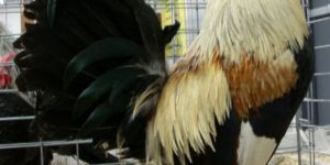 Kaveri Day Old Chicks