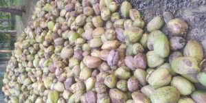 Semi Husked Coconuts