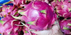Farm Fresh Dragon Fruit