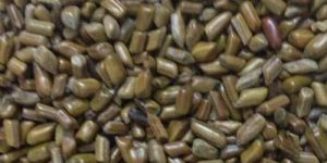 Cassia Tora Seeds