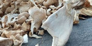 Dry Oyster Mushroom