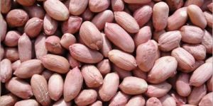 Raw Peanut Kernel