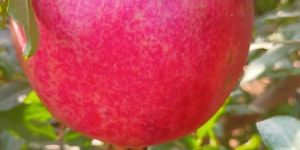 Dadam Anar Promogranates Fruit