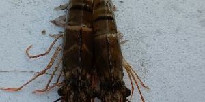 Black Tiger Prawns