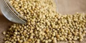 Coriander Seeds