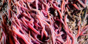 Live Earthworm