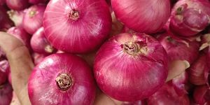 Onion