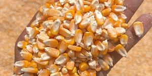 Yellow Maize Seeds