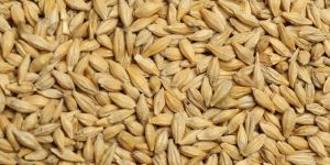 Barley Seeds